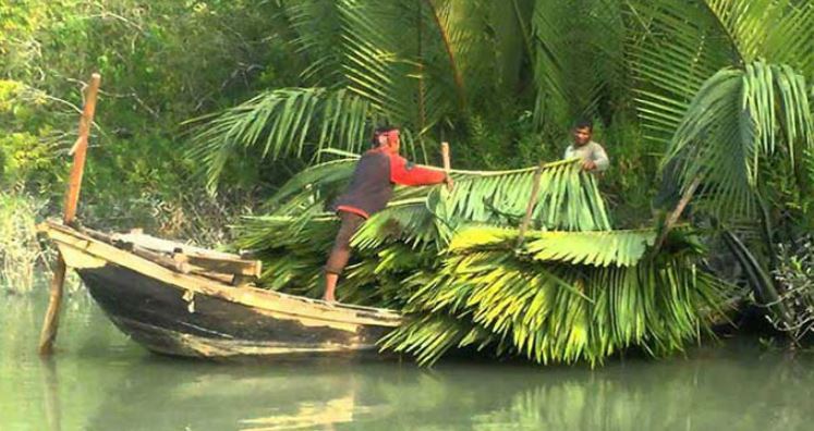 সুন্দরবন থেকে আহরণকৃত গোলপাতা মজুদ 