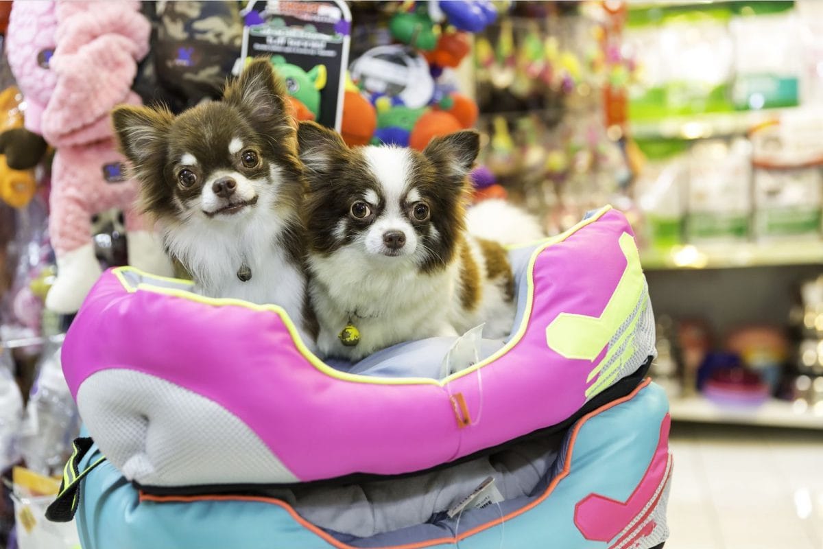 New York Bans Pet Stores from Selling Cats, Dogs, Rabbits. Here’s Why