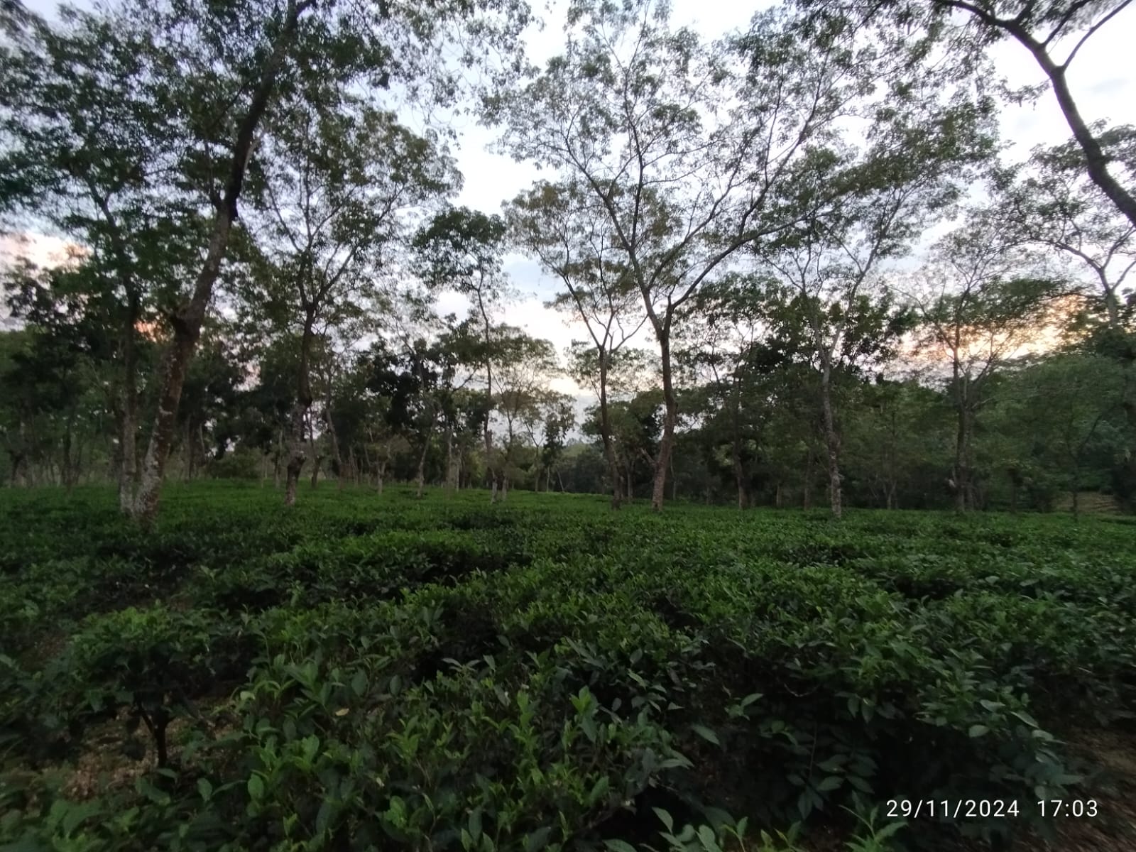 অপরুপ সৌন্দর্য্য উদালিয়া চা বাগান