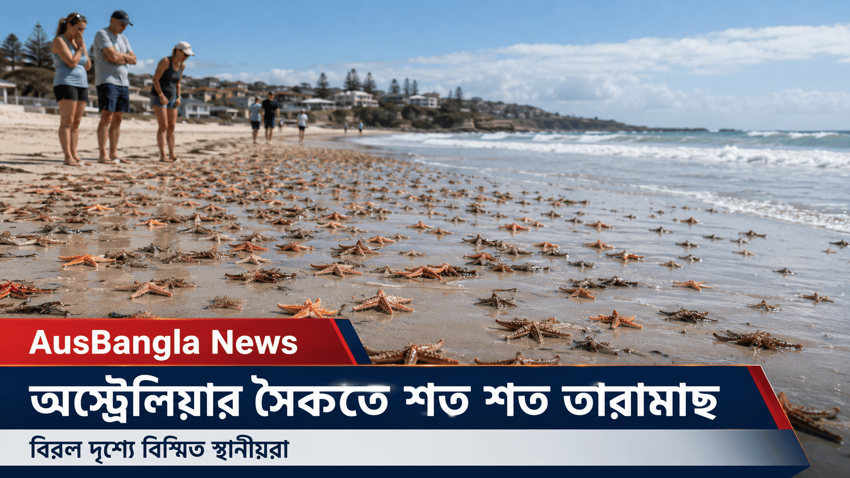 অস্ট্রেলিয়ার সৈকতে শত শত তারামাছ, বিরল দৃশ্যে বিস্মিত স্থানীয়রা