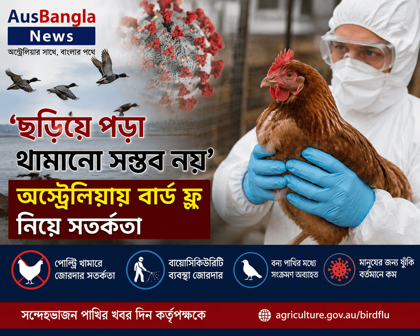 ছড়িয়ে পড়া থামানো সম্ভব নয়: অস্ট্রেলিয়ায় বার্ড ফ্লু নিয়ে সতর্কতা